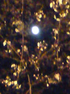 おほろ月夜と桜